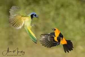 Green Jay & Altamira Oriole