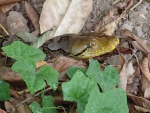 A Yellow Headed Python