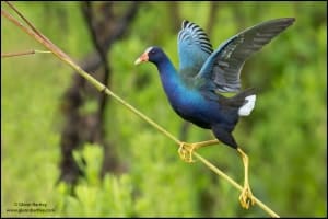 Purple Gallinule (Porphyrio Martinica)