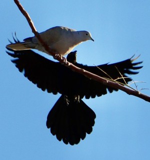 Dove and Grackle