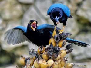 Hey Jay, Can We Share This? (Yucatan Jays)