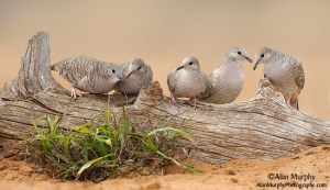 Inca Doves