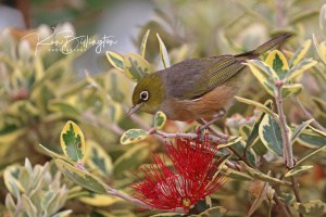 Silvereye