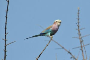 Lilac Breasted Roller