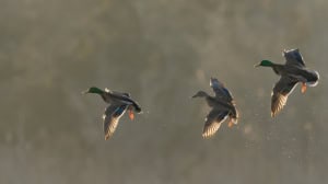 Mallards in Flight