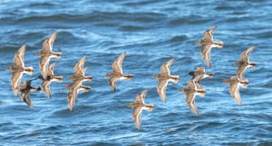 Pectoral Sandpipers