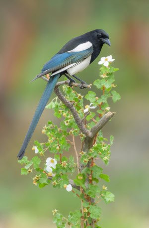 Black-billed Magpie on Rocky Mountain Raspberry