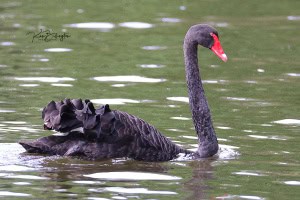 Black Swan