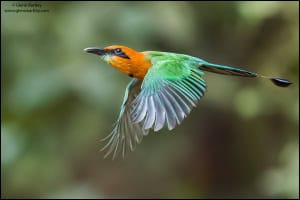 Broad-billed Motmot