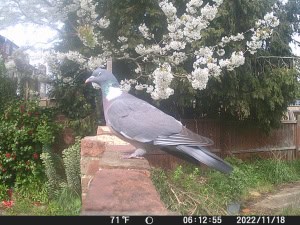 Wood Pidgeon