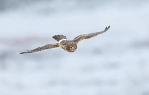 Northern Harrier