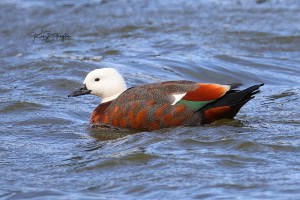Paradise Shelduck