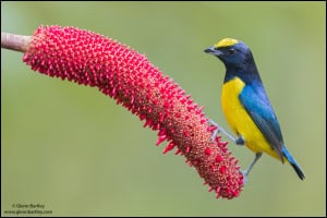 Spot-crowned Euphonia