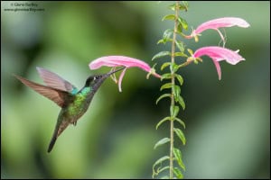 Talamanca Hummingbird