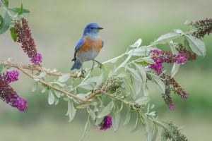 Western Bluebird on Butterfly Bush
