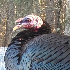 Wild Turkey
