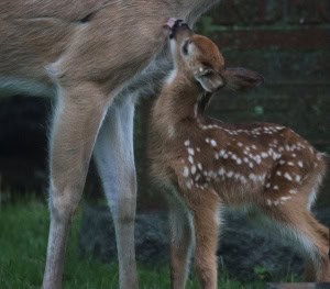 Let Me Get That for You Mom
