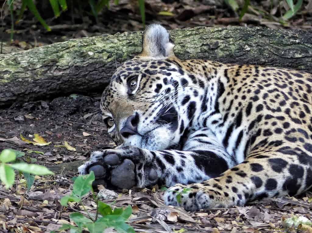 Oh, Such Memories! – Yucatan Jaguar
