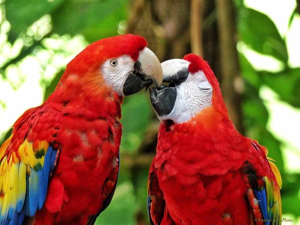 A Kiss of Passion – Yucatan Parrots