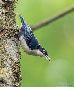 Blue Nuthatch