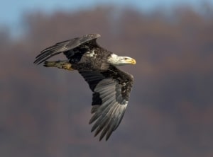 Sub-adult Balk Eagle