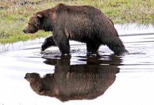 Bear Reflections