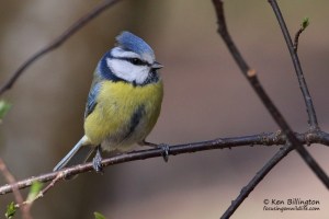 Eurasian Blue Tit (Cyanistes Caeruleus)