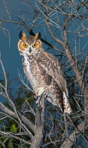 Great Horned Owl