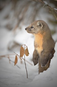 Winter Mittens