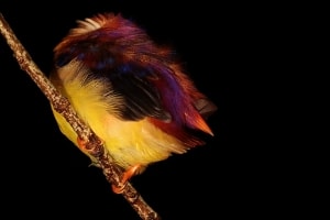 Sleeping-oriental Dwarf Kingfisher