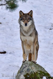 Proud Wolf