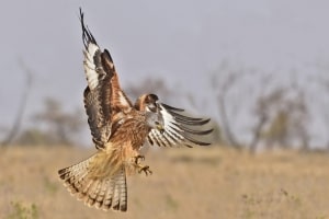 Red Kite