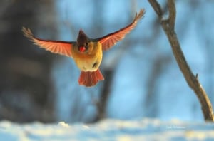 Soft Landing