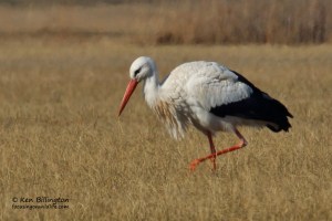 White Stork (Ciconia Ciconia)