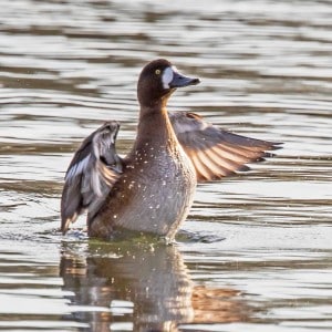 Greater Scaup