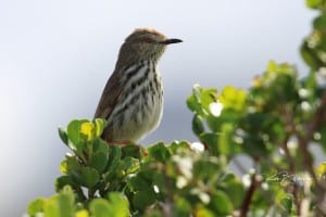 Karoo Prinia Prinia Maculosa