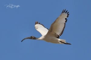 Sacred Ibis Threskiornis Aethiopicus 