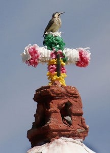 Top of the Steeple- Andean Flicker