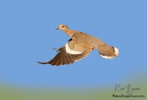 White-winged Dove Take Off