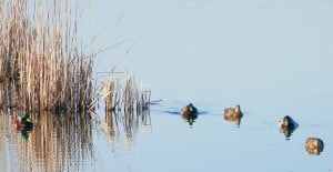 Ducks on Placid Lake
