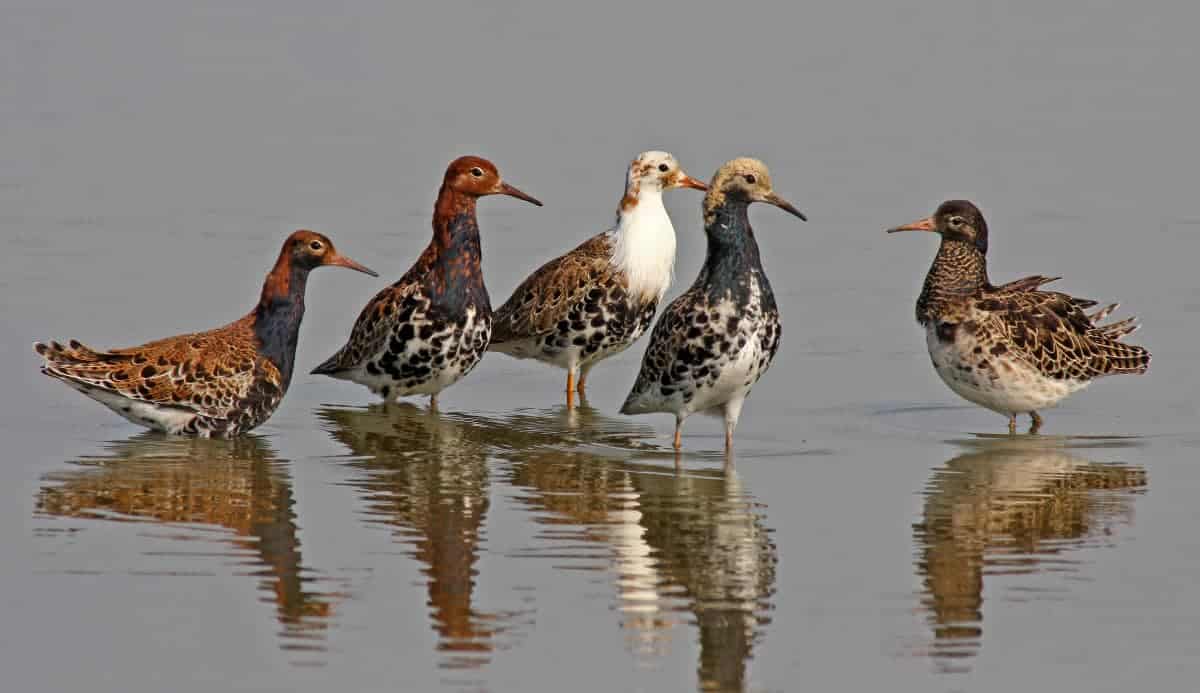 Ruffs in Competition for a Female