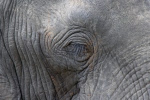 Eye of an Elephant