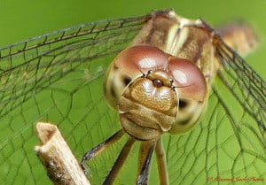 Brown Setwing Dragonfly