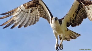 Osprey: “What’d Ya Doing So High So High Up?”