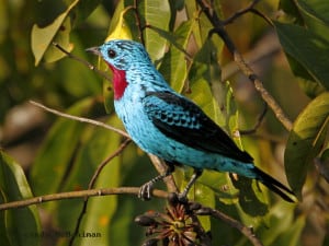 Spangled Cotinga