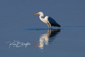 Great Egret