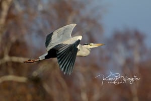 Grey Heron in Flight