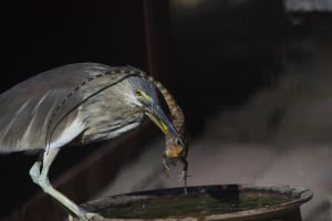 Lizard to the Gizzard