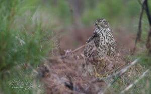 Northern Goshawk