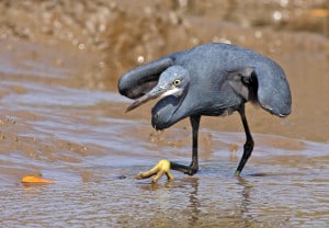 Western Reef Egret in Full Hunting Action